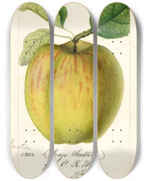 Triptych art skateboard deck of William Henry Prestele Malus Domestica Maye by William Henry Prestele (1838-1895)