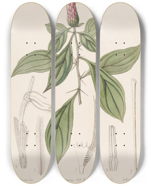 Triptych art skateboard deck of Sydenham Edwards Rosecoloured Barnadesia by Sydenham Edwards (1768-1819)