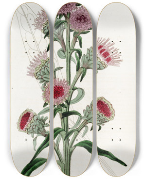 Triptych art skateboard deck of Sydenham Edwards Largeflowered Liatris by Sydenham Edwards (1768-1819)
