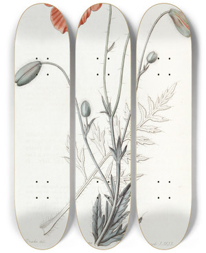 Triptych art skateboard deck of Sydenham Edwards Persian Poppy by Sydenham Edwards (1768-1819)