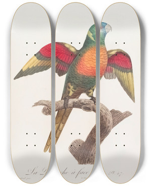 Triptych art skateboard deck of Jacques Barraband La Perruche Face Bleue by Jacques Barraband (1767-1809)