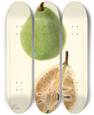 Triptych art skateboard deck of Bertha Heiges Pyrus Communis Le Conte_2 by Bertha Heiges (1866-1956)