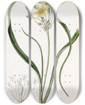 Triptych art skateboard deck of Sydenham Edwards Yellow Prettyface by Sydenham Edwards (1768-1819)