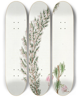 Triptych art skateboard deck of Sydenham Edwards Bellbearing Heath by Sydenham Edwards (1768-1819)