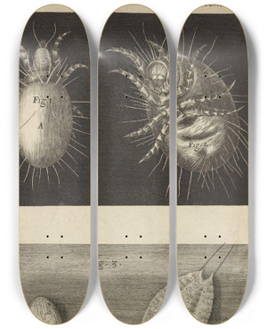 Triptych art skateboard deck of Robert Hooke Microscopic View Of Mites by Robert Hooke (1635-1703)