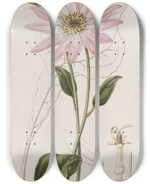 Triptych art skateboard deck of Sydenham Edwards Mr Dicksons Echinacea by Sydenham Edwards (1768-1819)