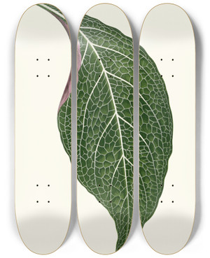 Triptych art skateboard deck of Edward Joseph Lowe Adelaster Albivenis by Edward Joseph Lowe (1825-1900)