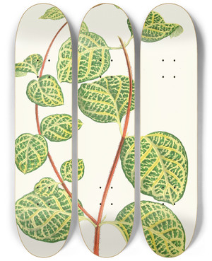 Triptych art skateboard deck of Edward Joseph Lowe Lonicera Brachypoda by Edward Joseph Lowe (1825-1900)