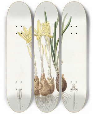 Triptych art skateboard deck of Sydenham Edwards Meadow Saffronflowered Sternbergia by Sydenham Edwards (1768-1819)