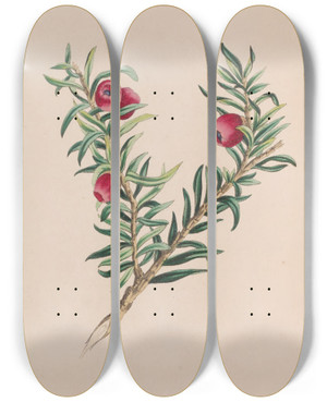 Triptych art skateboard deck of John Stevens Henslow Moss by John Stevens Henslow (1796-1861)