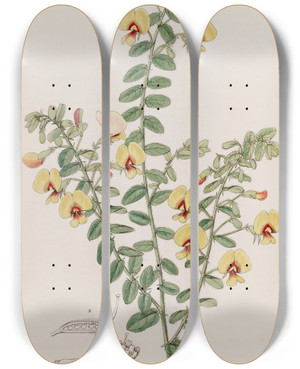 Triptych art skateboard deck of Sydenham Edwards Doublerowed Bossiaea by Sydenham Edwards (1768-1819)