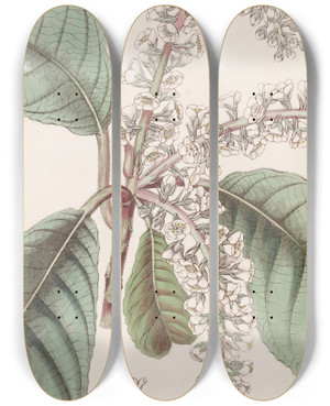 Triptych art skateboard deck of Sydenham Edwards Oakleaved Clethra by Sydenham Edwards (1768-1819)