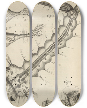 Triptych art skateboard deck of Robert Hooke Microscopic View Of A Waterinsect Or Gnat by Robert Hooke (1635-1703)