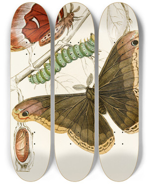 Triptych art skateboard deck of James Duncan Saturnia Prometheus by James Duncan (1806-1881)