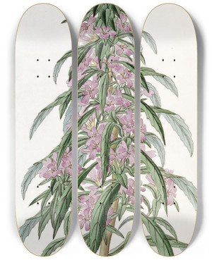 Triptych art skateboard deck of Sydenham Edwards Closeflowered Evening Primrose by Sydenham Edwards (1768-1819)