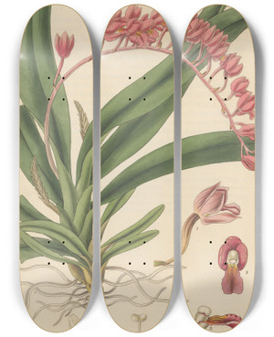 Triptych art skateboard deck of William Jackson Hooker Pleurothallis Coccinea by William Jackson Hooker (1785-1865)