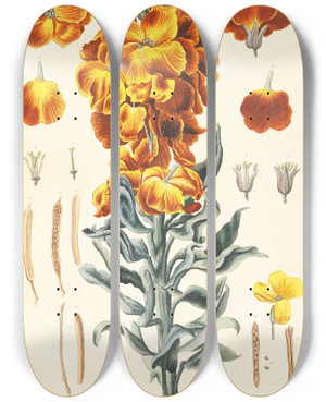 Triptych art skateboard deck of Elisabeth Blackwell Keiri by Elizabeth Blackwell (1707-1758)