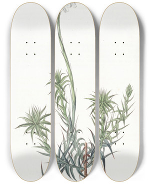 Triptych art skateboard deck of Sydenham Edwards Longleaved Sphenotoma by Sydenham Edwards (1768-1819)