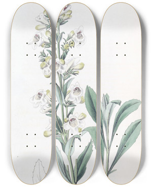 Triptych art skateboard deck of Sydenham Edwards Parched Pentstemon by Sydenham Edwards (1768-1819)