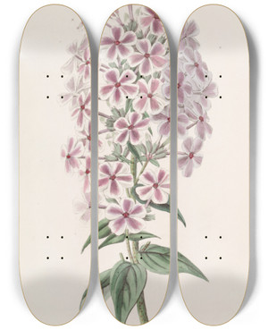Triptych art skateboard deck of Sydenham Edwards Van Houttes Phlox by Sydenham Edwards (1768-1819)