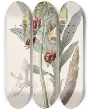Triptych art skateboard deck of Sydenham Edwards Spotted Feelerbloom by Sydenham Edwards (1768-1819)