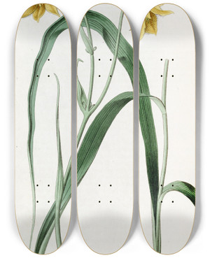 Triptych art skateboard deck of Sydenham Edwards Pale Yellow Cyclobothra by Sydenham Edwards (1768-1819)