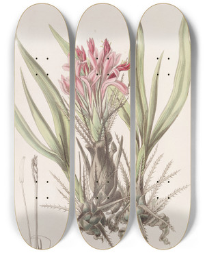 Triptych art skateboard deck of Sydenham Edwards Variousleaved Puya by Sydenham Edwards (1768-1819)