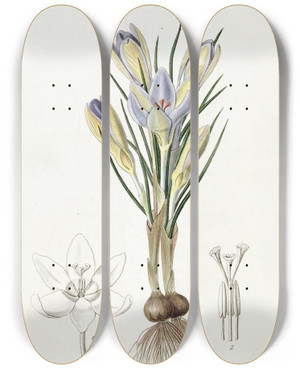 Triptych art skateboard deck of Sydenham Edwards Tiny Crocus by Sydenham Edwards (1768-1819)