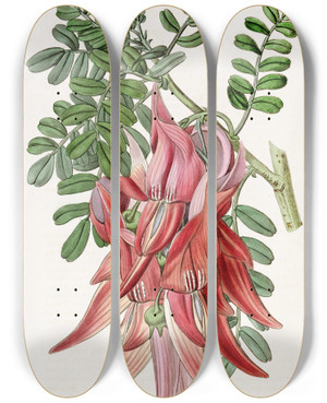 Triptych art skateboard deck of Sydenham Edwards Crimson Glorypea by Sydenham Edwards (1768-1819)