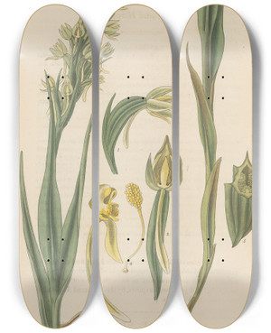 Triptych art skateboard deck of William Jackson Hooker Habenaria Alata by William Jackson Hooker (1785-1865)