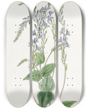 Triptych art skateboard deck of Sydenham Edwards Perfoliate Veronica by Sydenham Edwards (1768-1819)