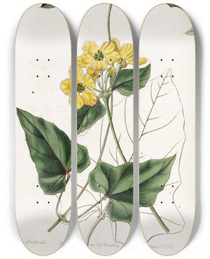 Triptych art skateboard deck of Sydenham Edwards Awned Stigmaphyllon by Sydenham Edwards (1768-1819)