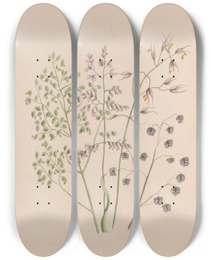 Triptych art skateboard deck of John Stevens Henslow Moss Rose by John Stevens Henslow (1796-1861)