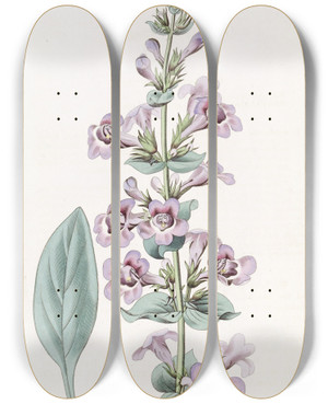 Triptych art skateboard deck of Sydenham Edwards Pointedleaved Pentstemon by Sydenham Edwards (1768-1819)