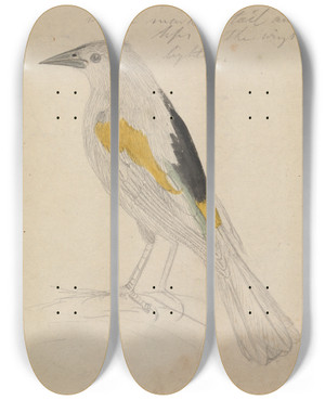 Triptych art skateboard deck of James Sowerby Goldenwinged Cacique by James Sowerby (1757-1822)
