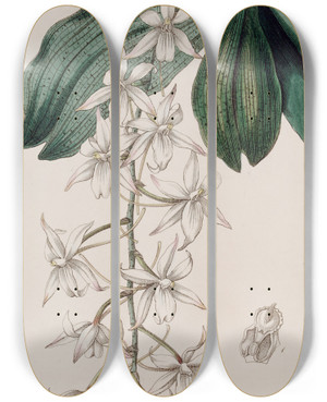 Triptych art skateboard deck of Sydenham Edwards Twolobed Angurek by Sydenham Edwards (1768-1819)