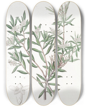 Triptych art skateboard deck of Sydenham Edwards Smallflowered Whitebeard by Sydenham Edwards (1768-1819)