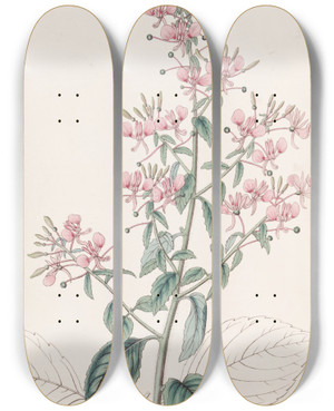 Triptych art skateboard deck of Sydenham Edwards Lineleaved Lopezia by Sydenham Edwards (1768-1819)