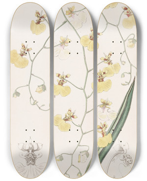 Triptych art skateboard deck of Sydenham Edwards Tailleaved Oncidium by Sydenham Edwards (1768-1819)