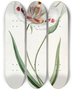 Triptych art skateboard deck of Sydenham Edwards Spotted Calochortus by Sydenham Edwards (1768-1819)