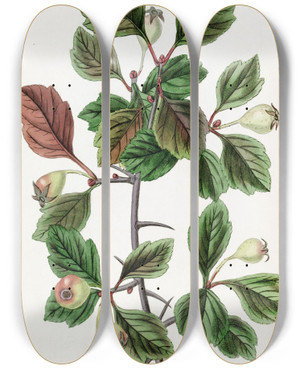 Triptych art skateboard deck of Sydenham Edwards Roughbarked Thorn Singlefruited Variety by Sydenham Edwards (1768-1819)