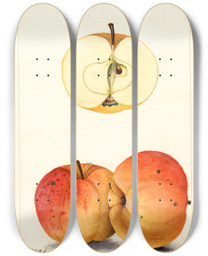 Triptych art skateboard deck of William Henry Prestele Malus Domestica Ledyard by William Henry Prestele (1838-1895)