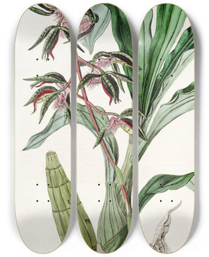 Triptych art skateboard deck of Sydenham Edwards Bearded Flywort by Sydenham Edwards (1768-1819)