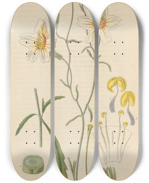Triptych art skateboard deck of William Jackson Hooker Salpiglossis Straminea by William Jackson Hooker (1785-1865)