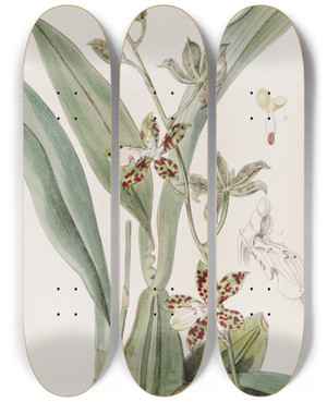 Triptych art skateboard deck of Sydenham Edwards Spotted Cyrtochilum by Sydenham Edwards (1768-1819)