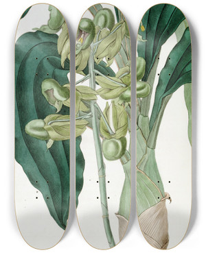 Triptych art skateboard deck of Sydenham Edwards Halfopen Catasetum by Sydenham Edwards (1768-1819)