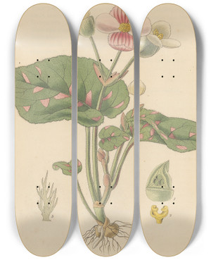Triptych art skateboard deck of William Jackson Hooker Begonia Picta by William Jackson Hooker (1785-1865)