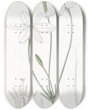Triptych art skateboard deck of Sydenham Edwards Snowwhite Milla by Sydenham Edwards (1768-1819)
