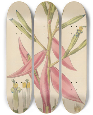 Triptych art skateboard deck of William Jackson Hooker Bromelia Pallida_1 by William Jackson Hooker (1785-1865)