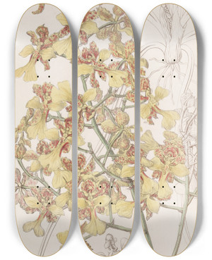 Triptych art skateboard deck of Sydenham Edwards Longleaved Oncidium by Sydenham Edwards (1768-1819)
